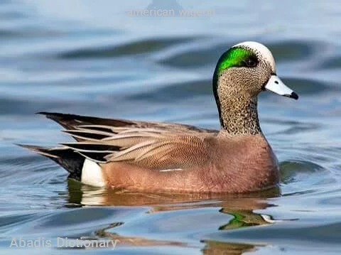 american wigeon